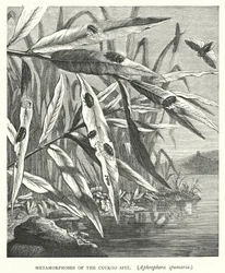 Metamorphosen des Kuckucksspeichels, Aphrophora spumaria