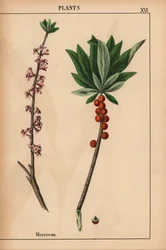 Seidelbast mit roten Beeren und rosa Blüten, aus "The Instructive Picturebook, or Lessons from the Vegetable World," [Charlotte Mary Yonge], Edinburgh