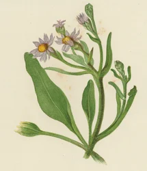 Michaelsblume, Aster Tripolium