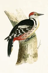 Mittelspecht, Illustration aus 