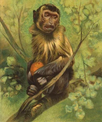 Affe