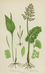 Mondkraut, Gemeines Natternzungenkraut, Kleines Natternzungenkraut