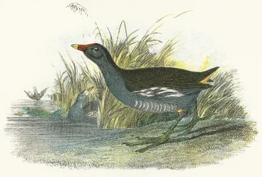Teichhuhn