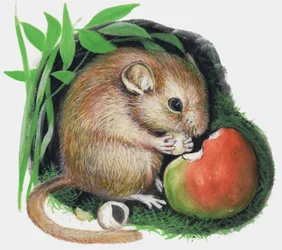 Maus, die einen Apfel kaut