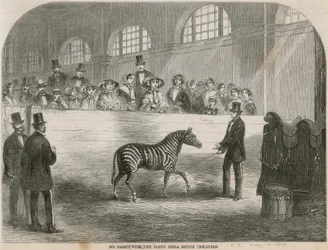 Mr. Rarey mit dem gezähmten Zebra vor der Königin