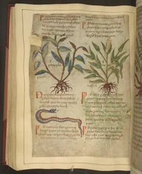 Illustrationen von Petersilie, Kohl und einer Schlange, aus einem altenglischen Kräuterbuch ursprünglich von Apuleius (123-80 n. Chr.), frühes 11. Jahrhundert