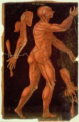 Tafel VIII Dissektion, aus Anatomische Tafeln, von John Banister (1540-1610)