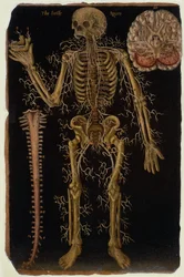 Ms Hunter 364 Tafel VI Dissektion, aus Anatomische Tafeln, von John Banister (1540-1610)