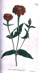 Mehrblütige Zinnie (Zinnia multiflora), Tafel 149 aus William Curtis