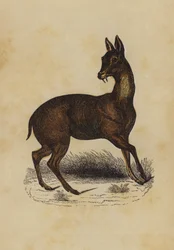 Moschustier