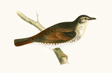 Naumanns Drossel, Illustration aus 