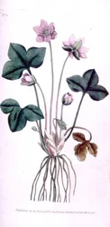 Edle Leberblümchen (Anemone hepatica), Tafel 10 aus William Curtis