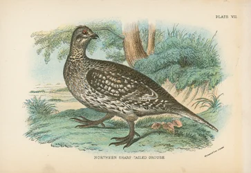 Nördliches Spitzschwanzhuhn