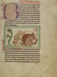 Northumberland Bestiarium, ca. 1250-60