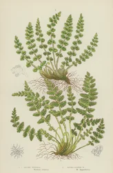 Oblong Woodsia, Rundblättrige Woodsia