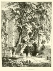 Alte Bäume in der Villa d