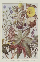 Ölpflanzen (Farblithografie)