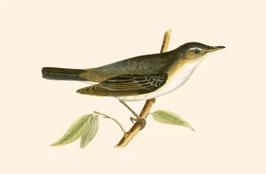 Olivenbaum-Waldsänger, Illustration aus 