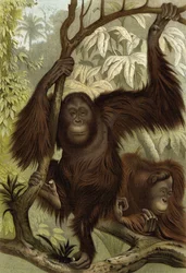 Orang-Utan