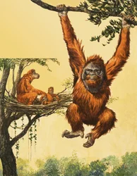 Orang-Utan