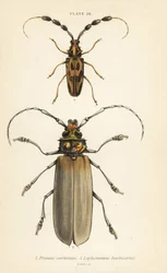 Orthomegas cinnamomeus Prionus corticinus 1, und Batus barbicornis, Lophonocerus barbicornis 2