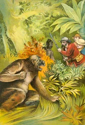 Unser erster Gorilla