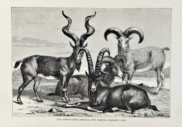 Ovis Ammon - Ibex Siberica - Ovis Nabura - Markhov Widder, Illustration aus Die Universalgeographie, die Erde und ihre Bewohner von Elisee Reclus, veröffentlicht 1878