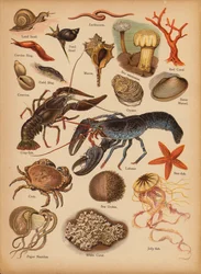 Seite aus Die kleine Volksbilder Naturgeschichte, ca. 1900