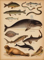 Seite aus The Little Folks’ Picture Natural History, ca. 1900