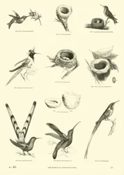 Seite aus dem Pictorial Museum of Animated Nature