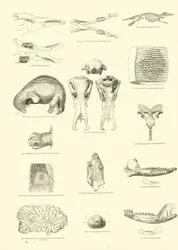 Seite aus dem Pictorial Museum of Animated Nature