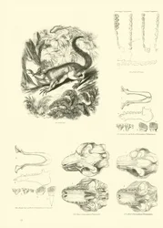 Seite aus dem Pictorial Museum of Animated Nature