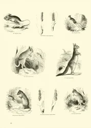 Seite aus dem Pictorial Museum of Animated Nature