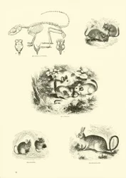 Seite aus dem Pictorial Museum of Animated Nature