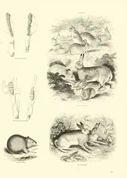 Seite aus dem Pictorial Museum of Animated Nature