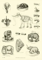 Seite aus dem Pictorial Museum of Animated Nature