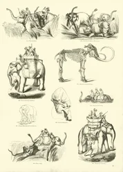 Seite aus dem Bildmuseum der belebten Natur