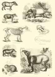 Seite aus dem Bildmuseum der belebten Natur