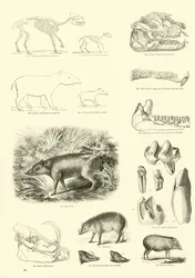 Seite aus dem Bildmuseum der belebten Natur