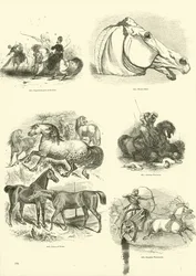 Seite aus dem Bildmuseum der belebten Natur