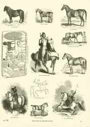 Seite aus dem Bildmuseum der belebten Natur