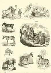 Seite aus dem Bildmuseum der belebten Natur