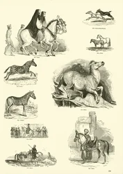 Seite aus dem Bildmuseum der belebten Natur