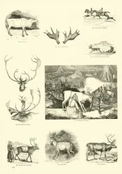 Seite aus dem Bildmuseum der belebten Natur