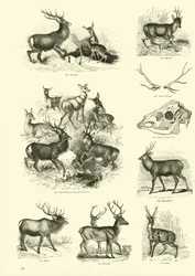 Seite aus dem Bildmuseum der belebten Natur