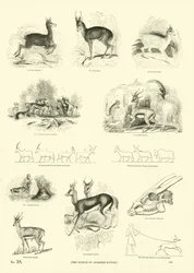 Seite aus dem Bildmuseum der belebten Natur