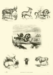 Seite aus dem Bildmuseum der belebten Natur