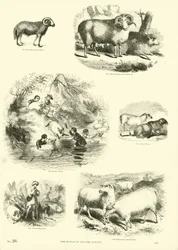 Seite aus dem Bildmuseum der belebten Natur