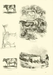 Seite aus dem Bildmuseum der belebten Natur