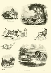 Seite aus dem Bildmuseum der belebten Natur